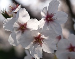 桜の季節