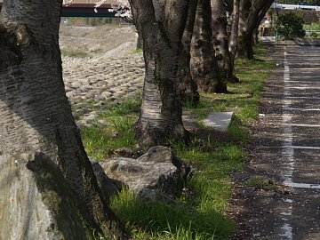 川辺の桜並木