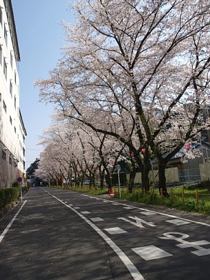 迎帆楼前の桜並木道