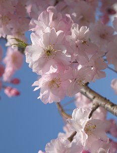 犬山神社のサクラ