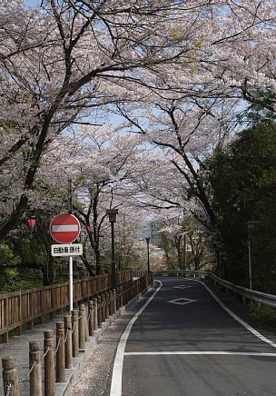 桜のトンネル