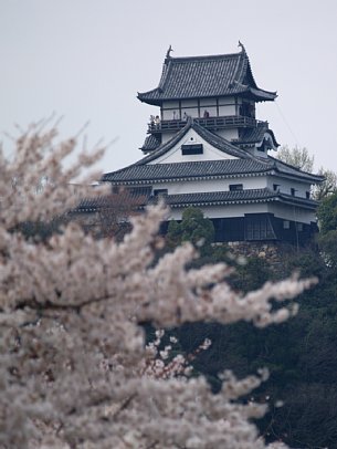 犬山城を見返す