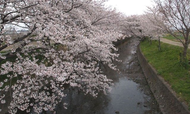 五条川の桜