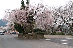 池畔のサクラ