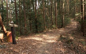 木漏れ日の道