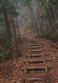 丸木階段を上る