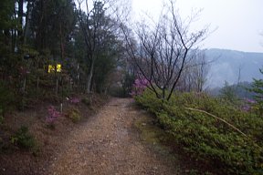展望の良い道