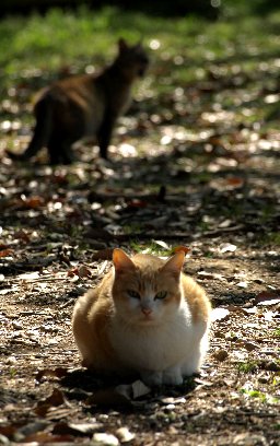 定光寺園地のネコたち