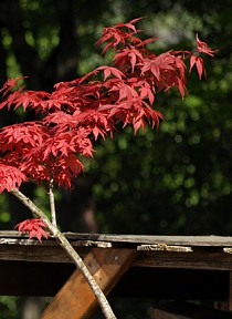 紅葉