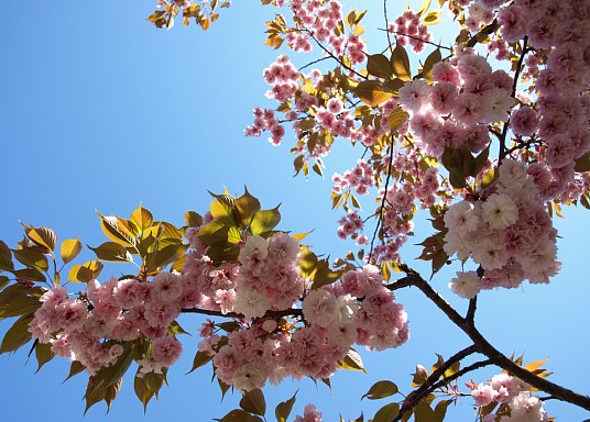 八重桜