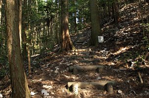 林間の山道