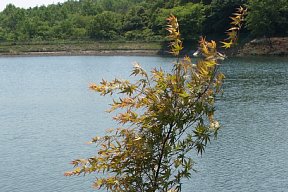 池と黄葉