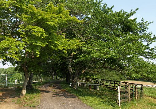 桜並木