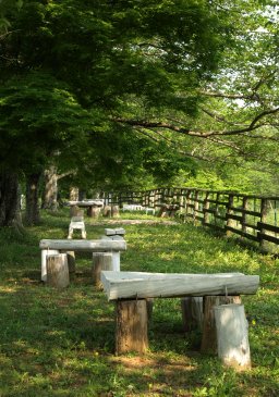 桜並木のベンチ