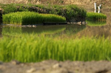 田植えの前