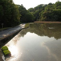 水田