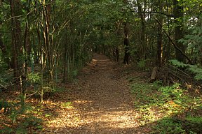 平坦な山道