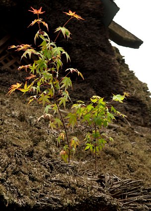 香嵐渓の紅葉？