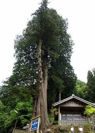 有洞のサワラ