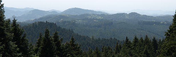 植樹林の山並