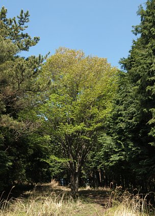 筈ヶ岳登山道