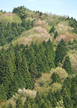 寧比曽岳の山肌