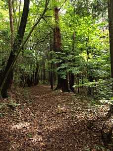 森の道1