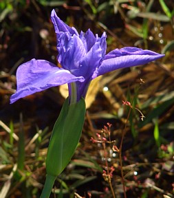 カキツバタ