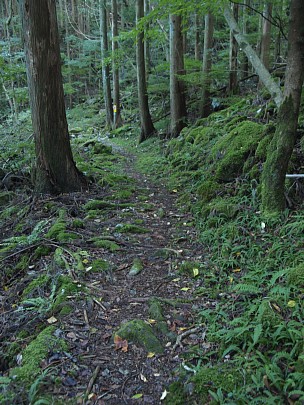 苔の道