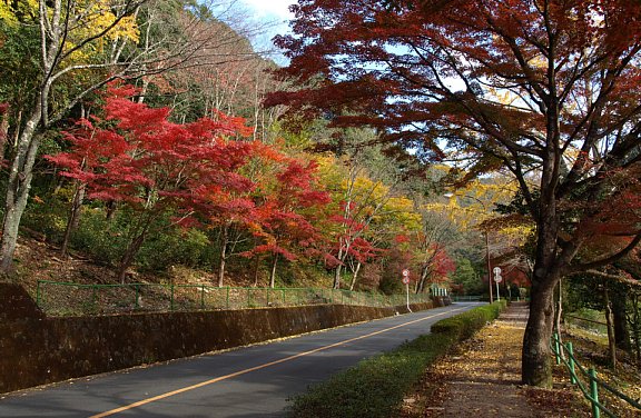 県民の森へ