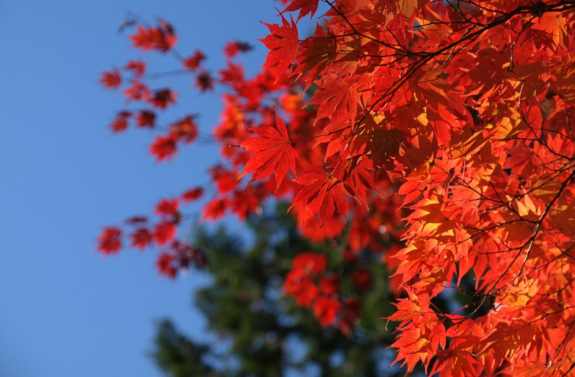 県民の森の紅葉