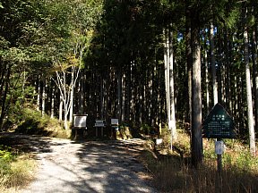 すぎの品種展示林