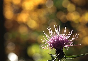 秋の野花