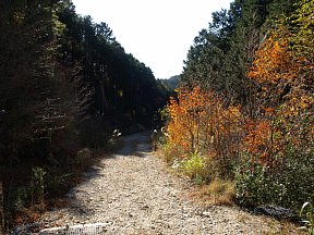 棚山林道