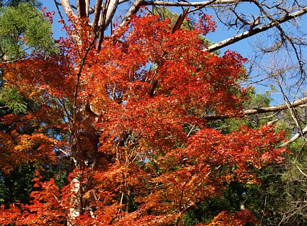 林道脇の紅葉