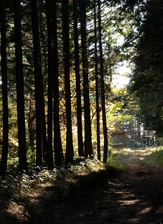 棚山高原へ