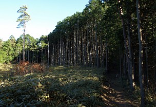 棚山高原を往く