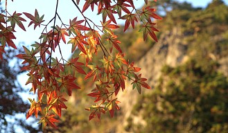 紅葉飾り