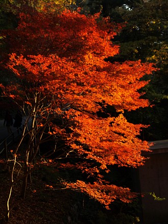 鳳来寺の紅葉