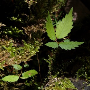 苔生す