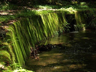 苔の滝