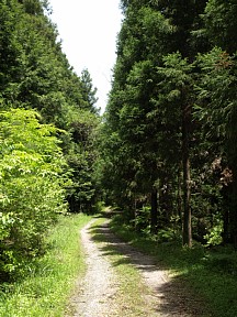 開けた林道