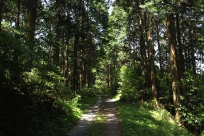 鳶ノ巣山山腹