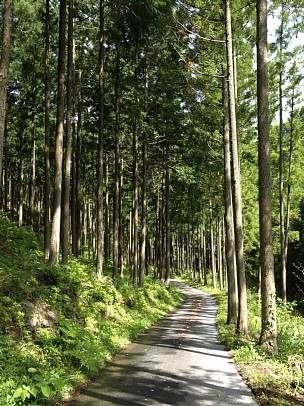 午後の林道