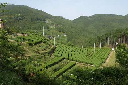峰の茶畑