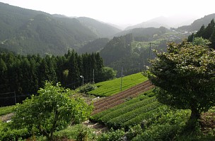 高平の茶畑