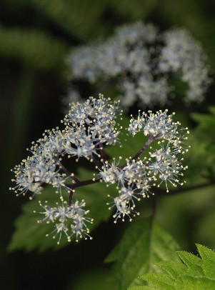 小紫陽花