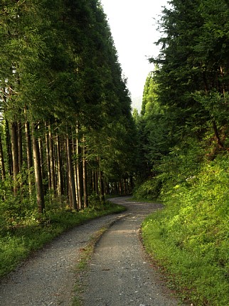 残照の林道