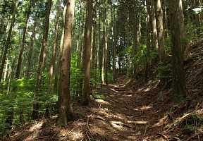 木漏れ日の山道