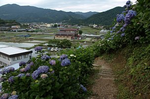 紫陽花の道